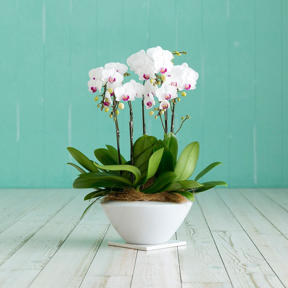 ミディ胡蝶蘭 ホワイト