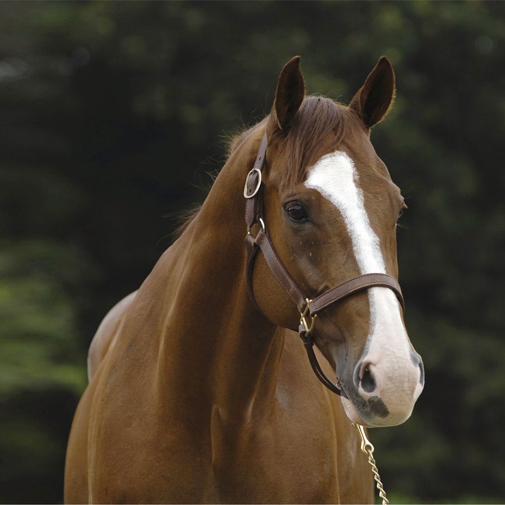 乗馬クラブクレイン