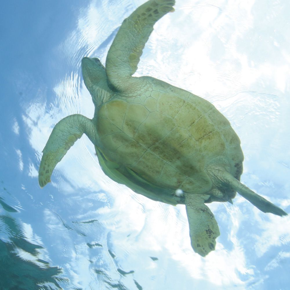 海がめを守る会へ寄付