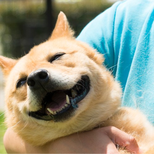 ピースウィンズ・ジャパン 保護犬事業 チャリティーギフト