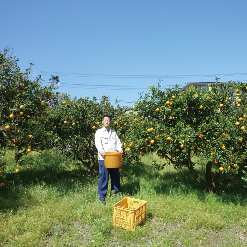 収穫体験農園ふたつぼり みかん狩り体験