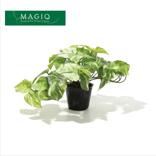 光触媒（マジック）