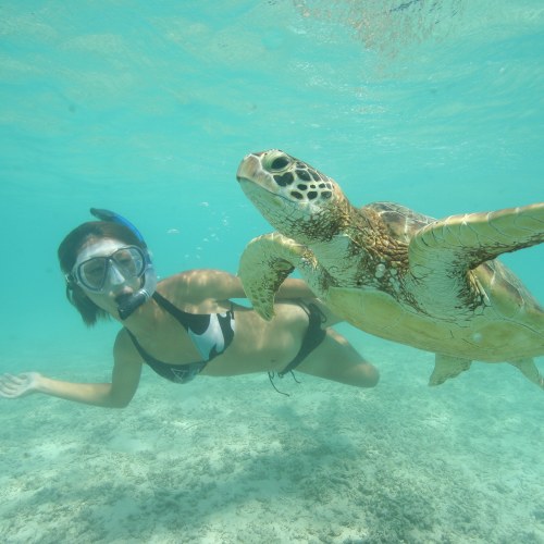 海がめウォッチング・沖縄の海シュノーケリング １名もしくは１回
