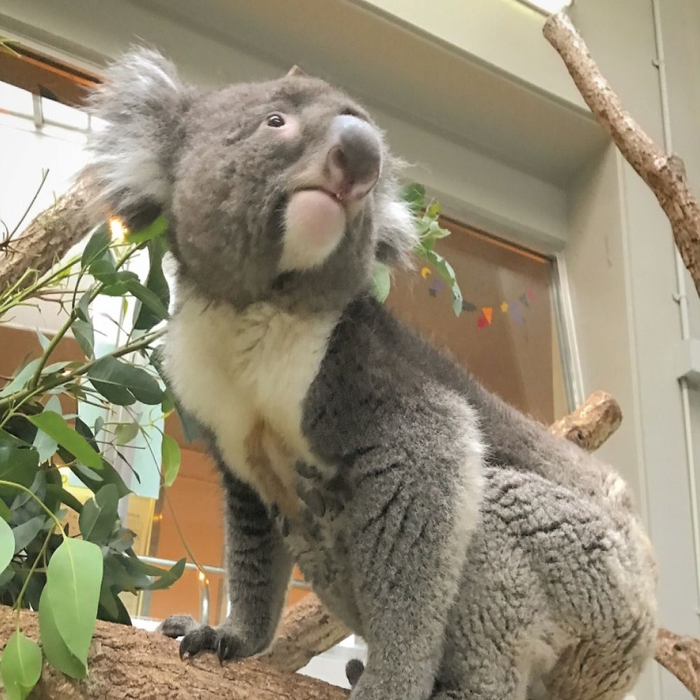 淡路ファームパーク イングランドの丘