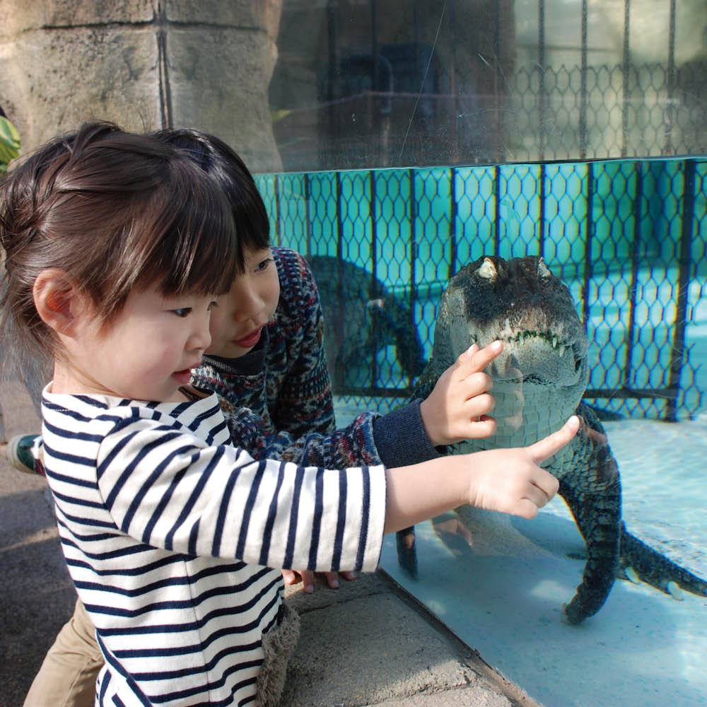 熱川バナナワニ園ファミリーコース（お土産付き）